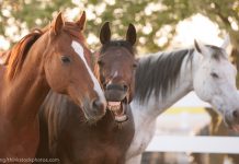35 Things We Love about Horses three horses making faces