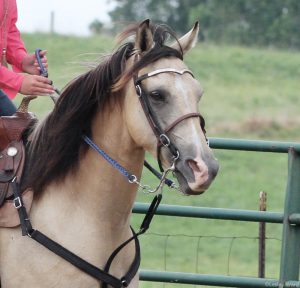 Tie-Downs for High-Headed Horses