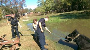 This Week in Horses — November 20, 2015