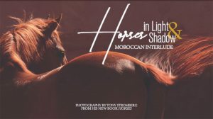 Behind the Lens with Equine Photographer Tony Stromberg