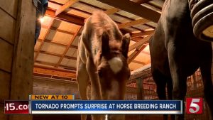 Foal Born in Aftermath of Tennessee Tornado