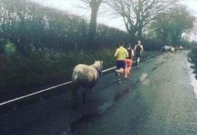 trafford 10k pony