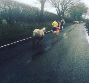 Shetland Pony Joins in on a 10K Road Race