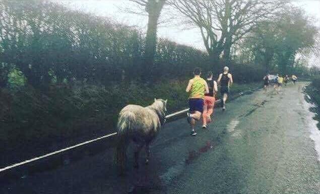 trafford 10k pony