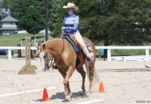 Horse and rider in a trail class
