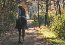 Appaloosa horse on a trail ride