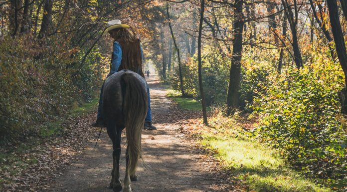Appaloosa horse on a trail ride