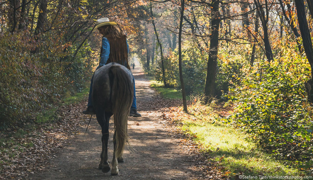 Appaloosa horse on a trail ride