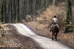 Finding your Perfect Trail Horse