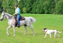 trail ride with dog and horse