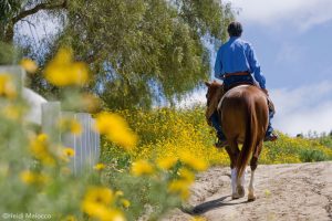 Are You Untraining Your Horse?