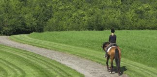 English horse and rider on a path through a park