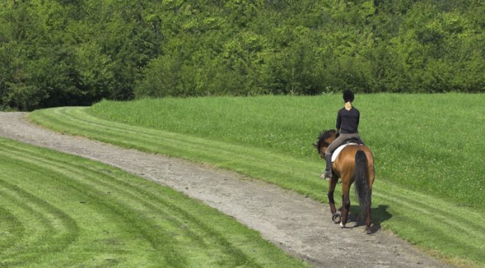 english horse and rider on a path through a park