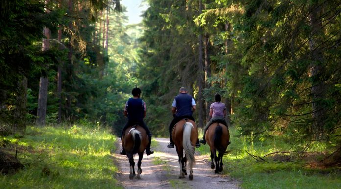trail ride trio