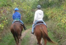 Horses and riders on a trail ride