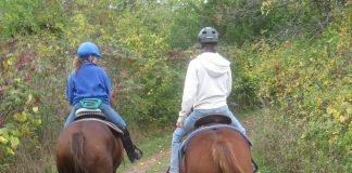 Horses and riders on a trail ride