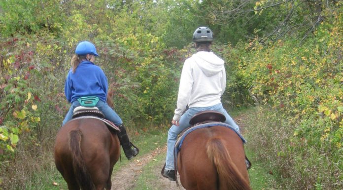 Horses and riders on a trail ride