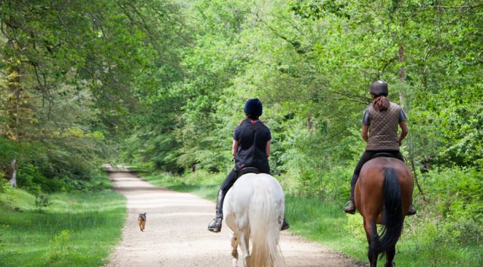 Trail riding with a dog