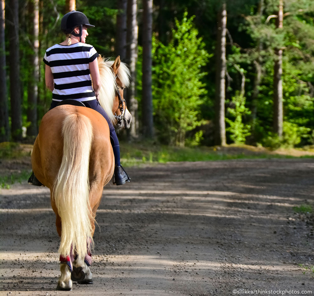 Haflinger on a trail ride