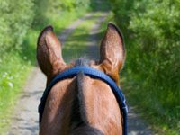 American Horse Council report on equestrian trail access is now available trail view