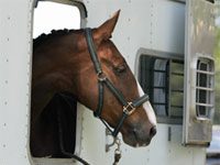 trailer horse