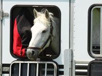 Travel Safely With Your Horse This Winter trailer white horse