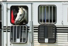 horse in trailer