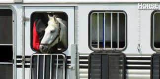 Horse in trailer