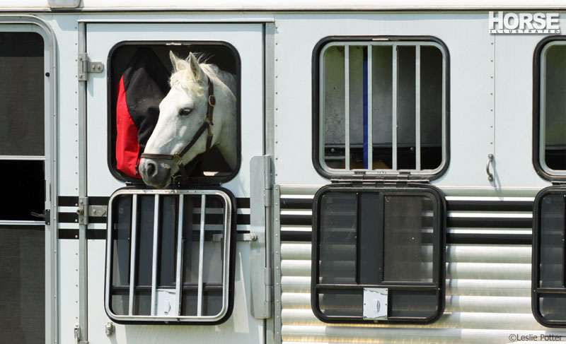 Horse in trailer