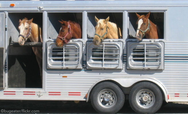 Ask the Vet: Rest Stops on Long Trailer Rides