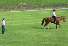 trainer western show