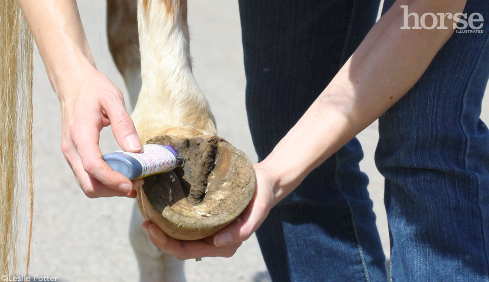 Applying thrush treatment to a horse's hoof
