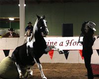 Celebrities, horses and hypocrisy trick horse