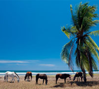 tropical beach horses