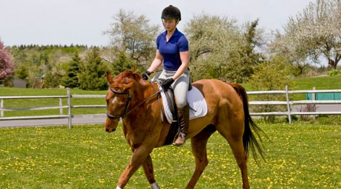 Schooling at the trot