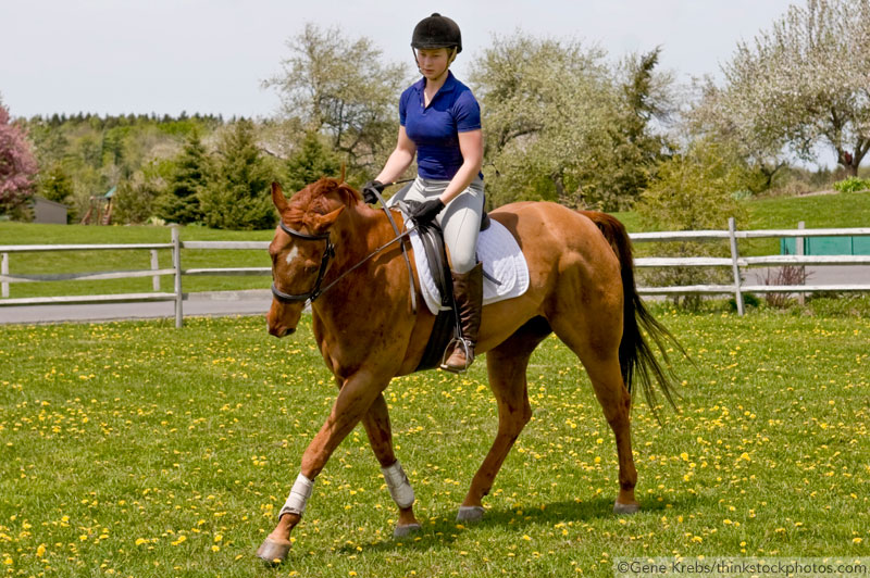 Schooling at the trot