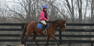 Off-track Thoroughbred being schooled at a trot