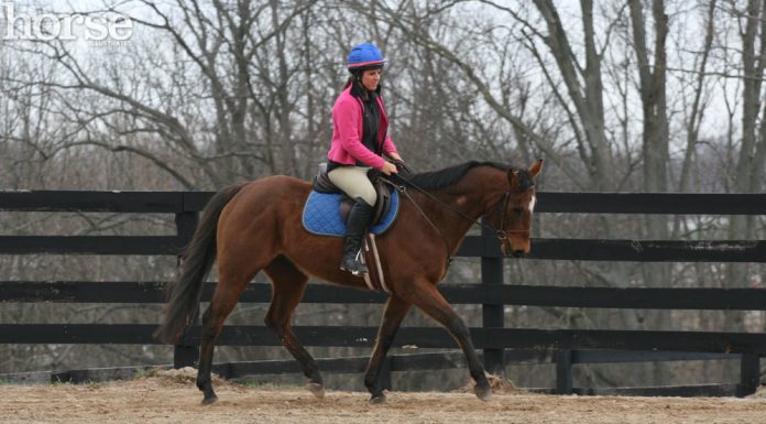 Off-track Thoroughbred being schooled at a trot