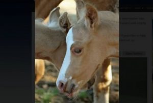 Rare Twin Foals Born in Texas