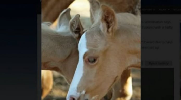 twin foals bonnie and clyde