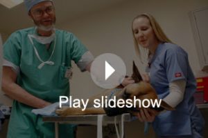 UC Davis Veterinary School Celebrates 60 Years