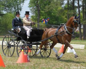 The Benefits of Yeast in Equine Nutrition