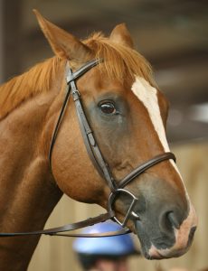 Is Your Horse Unsafe?