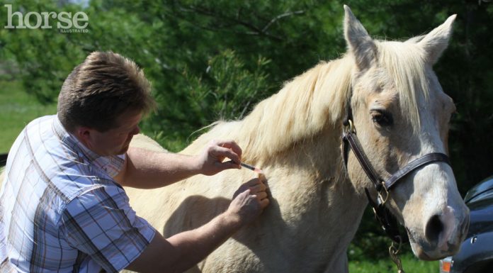 Vaccinations prevent common horse diseases