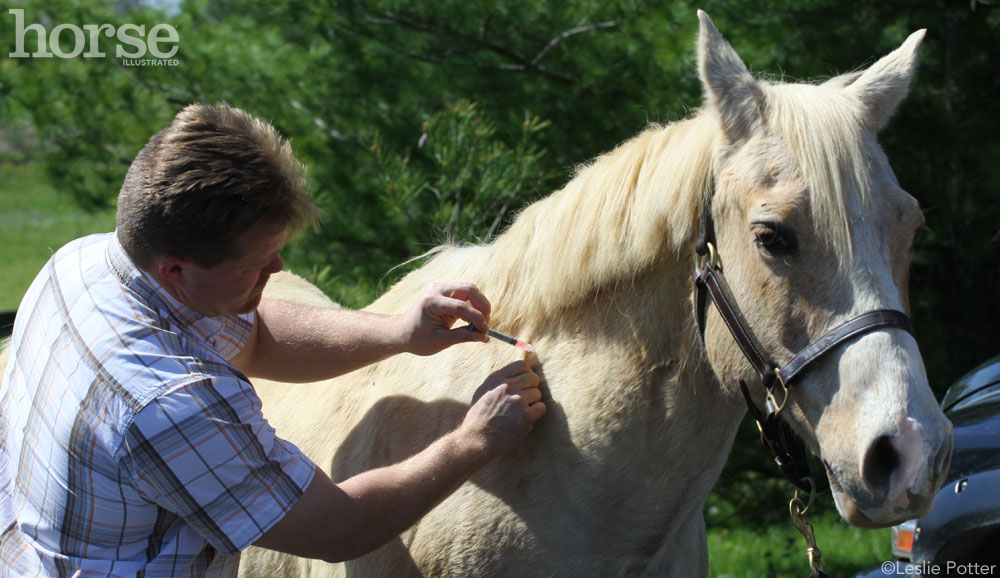 Vaccinations prevent common horse diseases