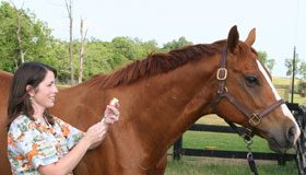 Equine vet drawing a vaccination