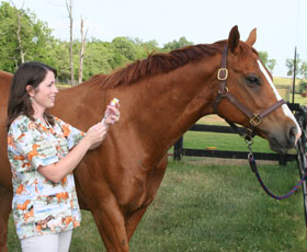 Equine vet drawing a vaccination