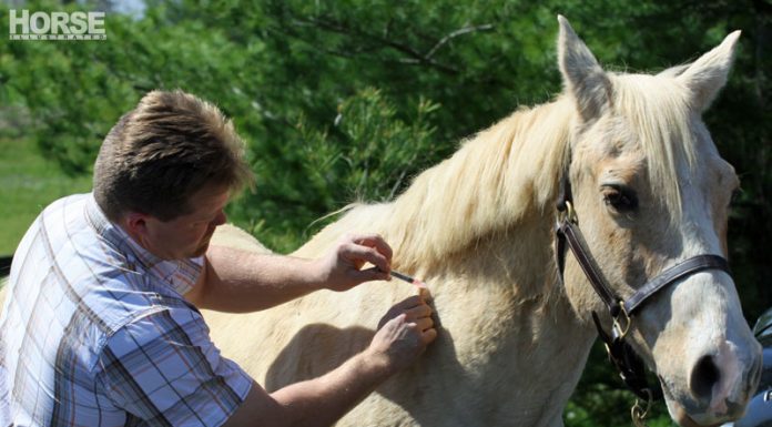 Equine vet administering a vaccination