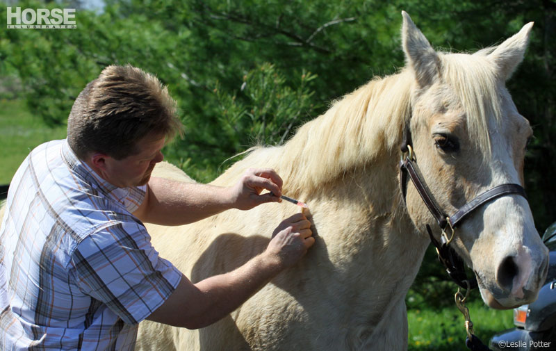 Equine vet administering a vaccination