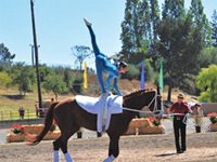 vaulting championship